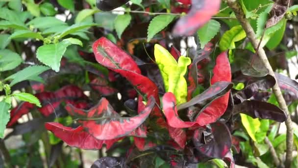 Codiaeum Variegatum Croton Variegated Laurel Garden Croton Orange Jessamine Puring — Vídeo de Stock