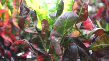 Kodiaeum variegatum (Croton, Variegated Laurel, Garden Croton, Orange Jessamine, puring, puding) bahçede bulunur. Geniş ve renkli yapraklı egzotik tropikal yeşil bitkiler yakın planda..