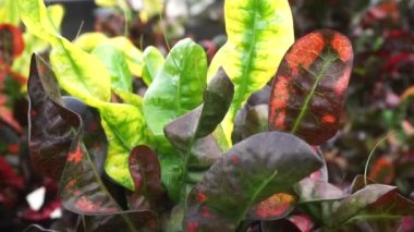 Kodiaeum variegatum (Croton, Variegated Laurel, Garden Croton, Orange Jessamine, puring, puding) bahçede bulunur. Geniş ve renkli yapraklı egzotik tropikal yeşil bitkiler yakın planda..