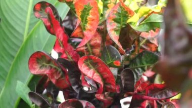 Kodiaeum variegatum (Croton, Variegated Laurel, Garden Croton, Orange Jessamine, puring, puding) bahçede bulunur. Geniş ve renkli yapraklı egzotik tropikal yeşil bitkiler yakın planda..