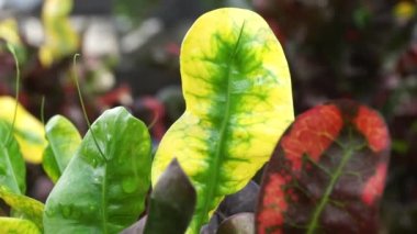 Kodiaeum variegatum (Croton, Variegated Laurel, Garden Croton, Orange Jessamine, puring, puding) bahçede bulunur. Geniş ve renkli yapraklı egzotik tropikal yeşil bitkiler yakın planda..