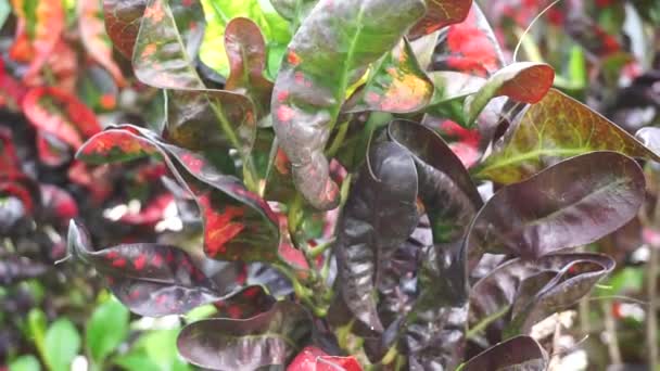 Codiaeum Variegatum Croton Variegated Laurel Garden Croton Orange Jessamine Puring — Stockvideo