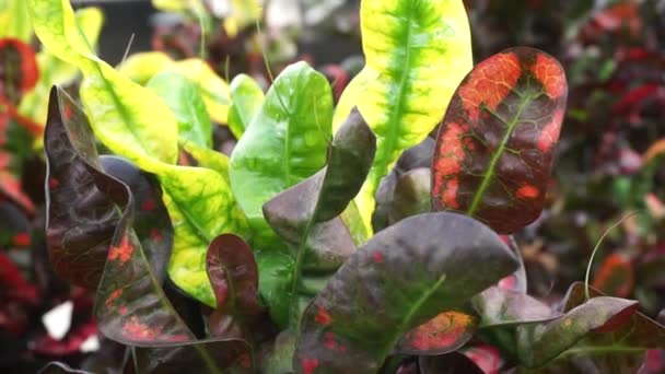 Codiaeum Variegatum Croton Variegated Laurel Garden Croton Orange Jessamine Puring — Stock Video