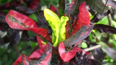 Kodiaeum variegatum (Croton, Variegated Laurel, Garden Croton, Orange Jessamine, puring, puding) bahçede bulunur. Geniş ve renkli yapraklı egzotik tropikal yeşil bitkiler yakın planda..
