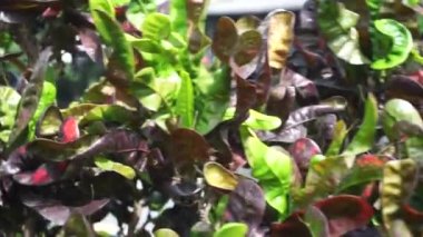 Kodiaeum variegatum (Croton, Variegated Laurel, Garden Croton, Orange Jessamine, puring, puding) bahçede bulunur. Geniş ve renkli yapraklı egzotik tropikal yeşil bitkiler yakın planda..