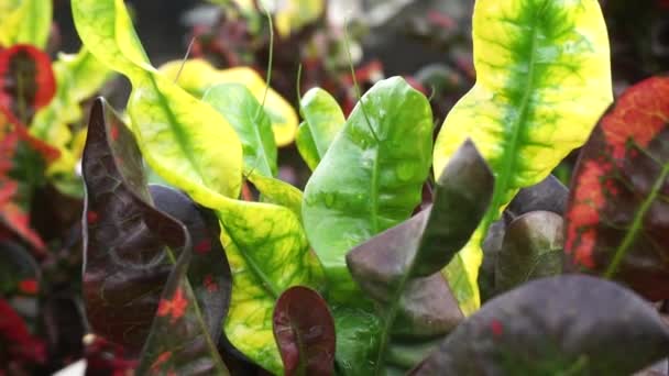 Codiaeum Variegatum Croton Variegated Laurel Garden Croton Orange Jessamine Puring — Stockvideo