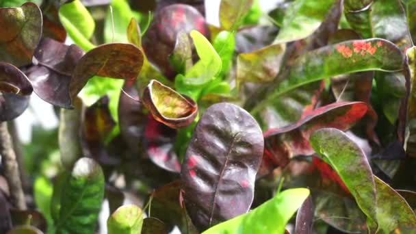 Codiaeum Variegatum Croton Laurel Variegado Garden Croton Jessamine Naranja Puring — Vídeos de Stock