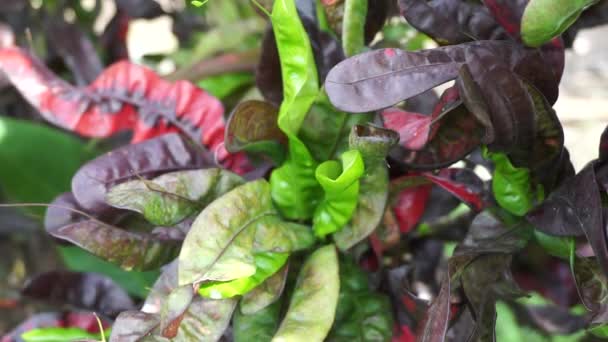 Codiaeum Variegatum Croton Variegated Laurel Garden Croton Orange Jessamine Puring — Stockvideo