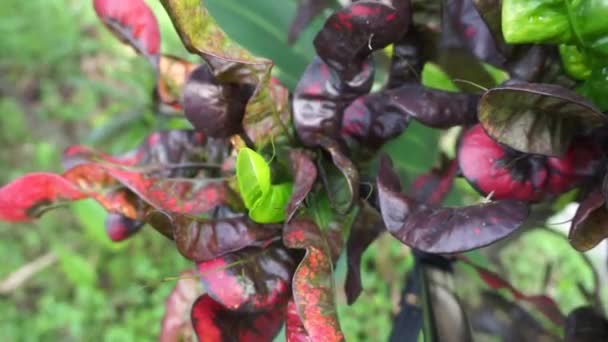 コディアエウムVariegatum Croton Variegated Laurle Garden Croton Orange Jesamin Puring Puding — ストック動画