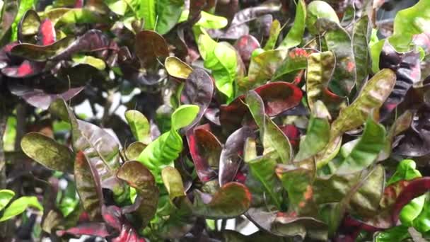 Codiaeum Variegatum Croton Variegated Laurel Garden Croton Orange Jessamine Puring — Stock video