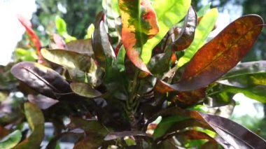 Kodiaeum variegatum (Croton, Variegated Laurel, Garden Croton, Orange Jessamine, puring, puding) bahçede bulunur. Geniş ve renkli yapraklı egzotik tropikal yeşil bitkiler yakın planda..