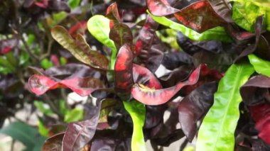 Kodiaeum variegatum (Croton, Variegated Laurel, Garden Croton, Orange Jessamine, puring, puding) bahçede bulunur. Geniş ve renkli yapraklı egzotik tropikal yeşil bitkiler yakın planda..