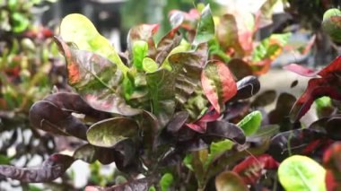 Kodiaeum variegatum (Croton, Variegated Laurel, Garden Croton, Orange Jessamine, puring, puding) bahçede bulunur. Geniş ve renkli yapraklı egzotik tropikal yeşil bitkiler yakın planda..