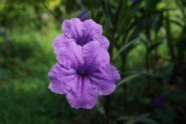 Doğal bir geçmişi olan Ruellia Simplex.
