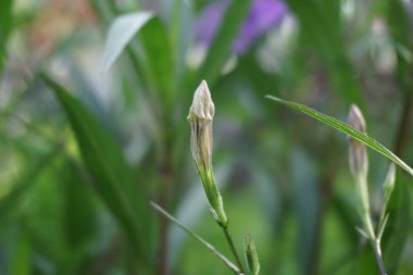 Doğal bir geçmişi olan Ruellia Simplex.