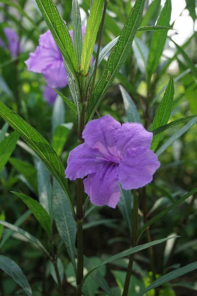 Ruellia Simplex Természetes Háttérrel — Stock Fotó