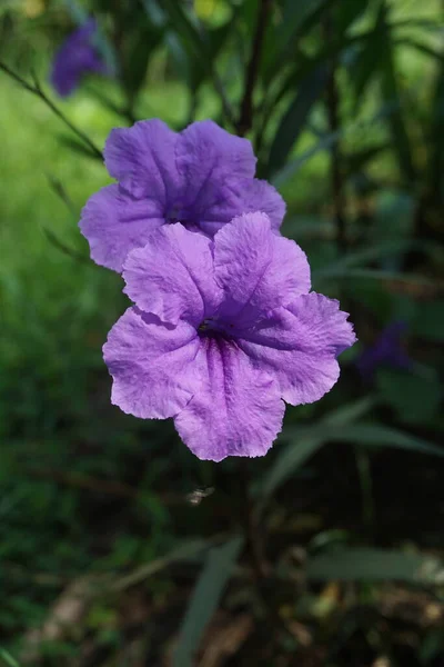 ruellia simplex - Search - Larastock Stock photos, royalty-free 
