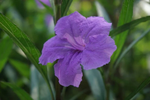 Ruellia Simplex Naturalnym Tłem — Zdjęcie stockowe