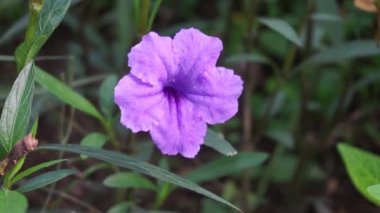 Doğal bir geçmişi olan Ruellia Simplex.