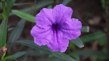 Doğal bir geçmişi olan Ruellia Simplex.