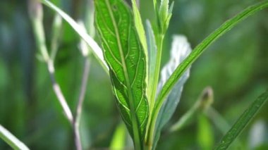 Doğal bir geçmişi olan Ruellia Simplex.
