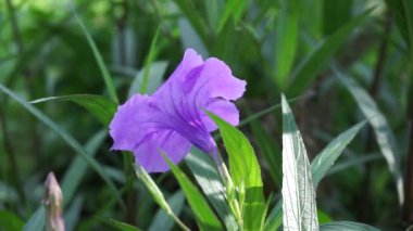 Doğal bir geçmişi olan Ruellia Simplex.