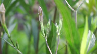 Doğal bir geçmişi olan Ruellia Simplex.