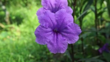 Doğal bir geçmişi olan Ruellia Simplex.