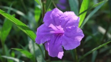Doğal bir geçmişi olan Ruellia Simplex.