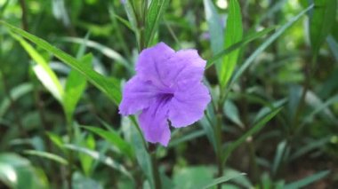 Doğal bir geçmişi olan Ruellia Simplex.