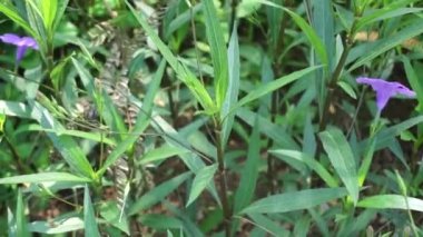 Doğal bir geçmişi olan Ruellia Simplex.