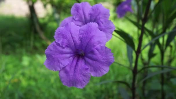 Ruellia Simplex Természetes Háttérrel — Stock videók