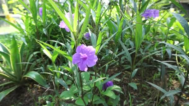 Ruellia Simplex Naturalnym Tłem — Wideo stockowe