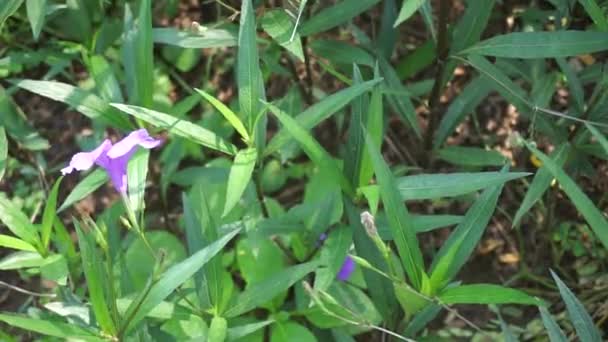 Ruellia Simplex Com Fundo Natural — Vídeo de Stock