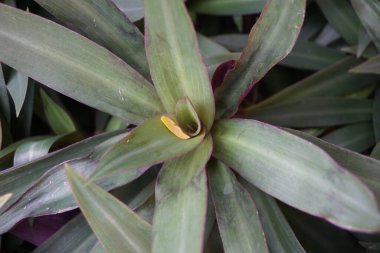 Doğal bir geçmişi olan Tradescantia spathacea.