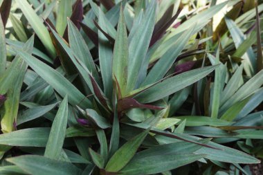 Doğal bir geçmişi olan Tradescantia spathacea.