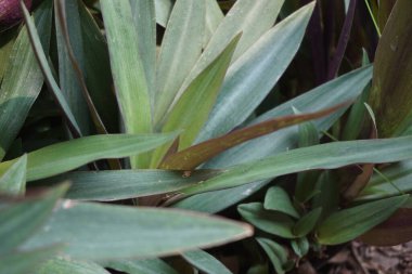 Doğal bir geçmişi olan Tradescantia spathacea.