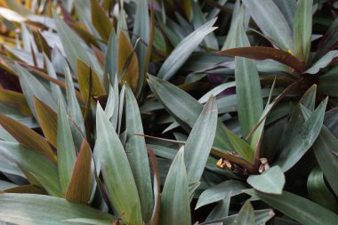 Doğal bir geçmişi olan Tradescantia spathacea.