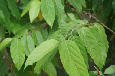 Cananga odorata doğal bir arka plana sahiptir. Endonezyalılar buna Kenanga diyor.