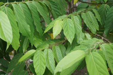 Cananga odorata doğal bir arka plana sahiptir. Endonezyalılar buna Kenanga diyor.