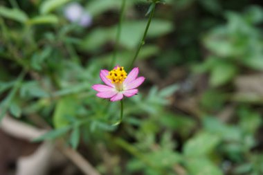 Güzel Cosmos karnabahar çiçeği ve doğal bir arka plan. Endonezyalılar buna Kenikir der ve salata için kullanır.