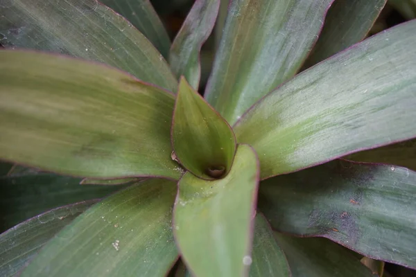 Tradescantia Spathacea Con Uno Sfondo Naturale — Foto Stock