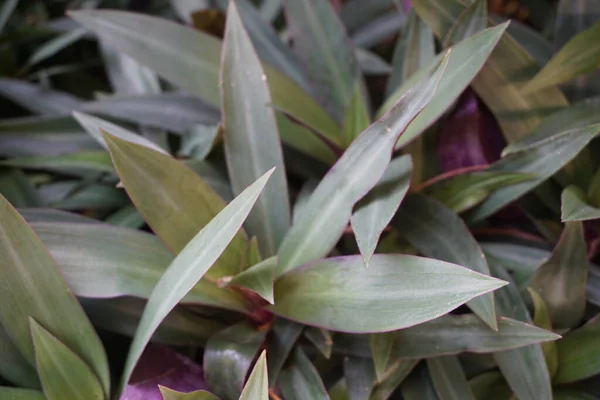 Tradescantia Spathacea Met Een Natuurlijke Achtergrond — Stockfoto