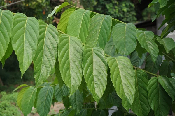 Hojas Cananga Odorata Con Fondo Natural Indonesio Llaman Kenanga — Foto de Stock