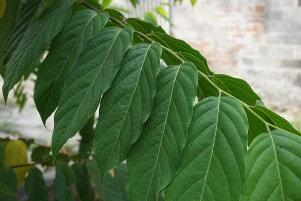 Hojas Cananga Odorata Con Fondo Natural Indonesio Llaman Kenanga — Foto de Stock