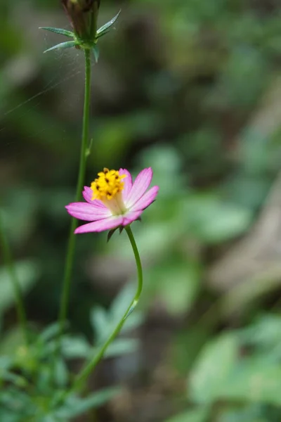 Schöne Cosmos Caudatus Blume Mit Einem Natürlichen Hintergrund Indonesier Nennen — Stockfoto