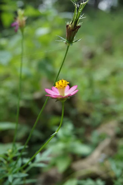 Bela Flor Cosmos Caudatus Com Fundo Natural Indonésio Chamá Kenikir — Fotografia de Stock