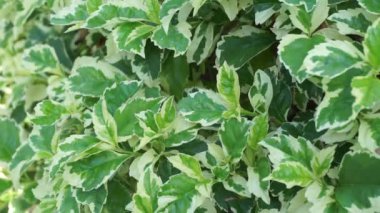 Styrax japonica variegata doğal bir arka planla ayrılır