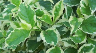 Styrax japonica variegata doğal bir arka planla ayrılır