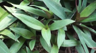 Doğal bir geçmişi olan Tradescantia spathacea.